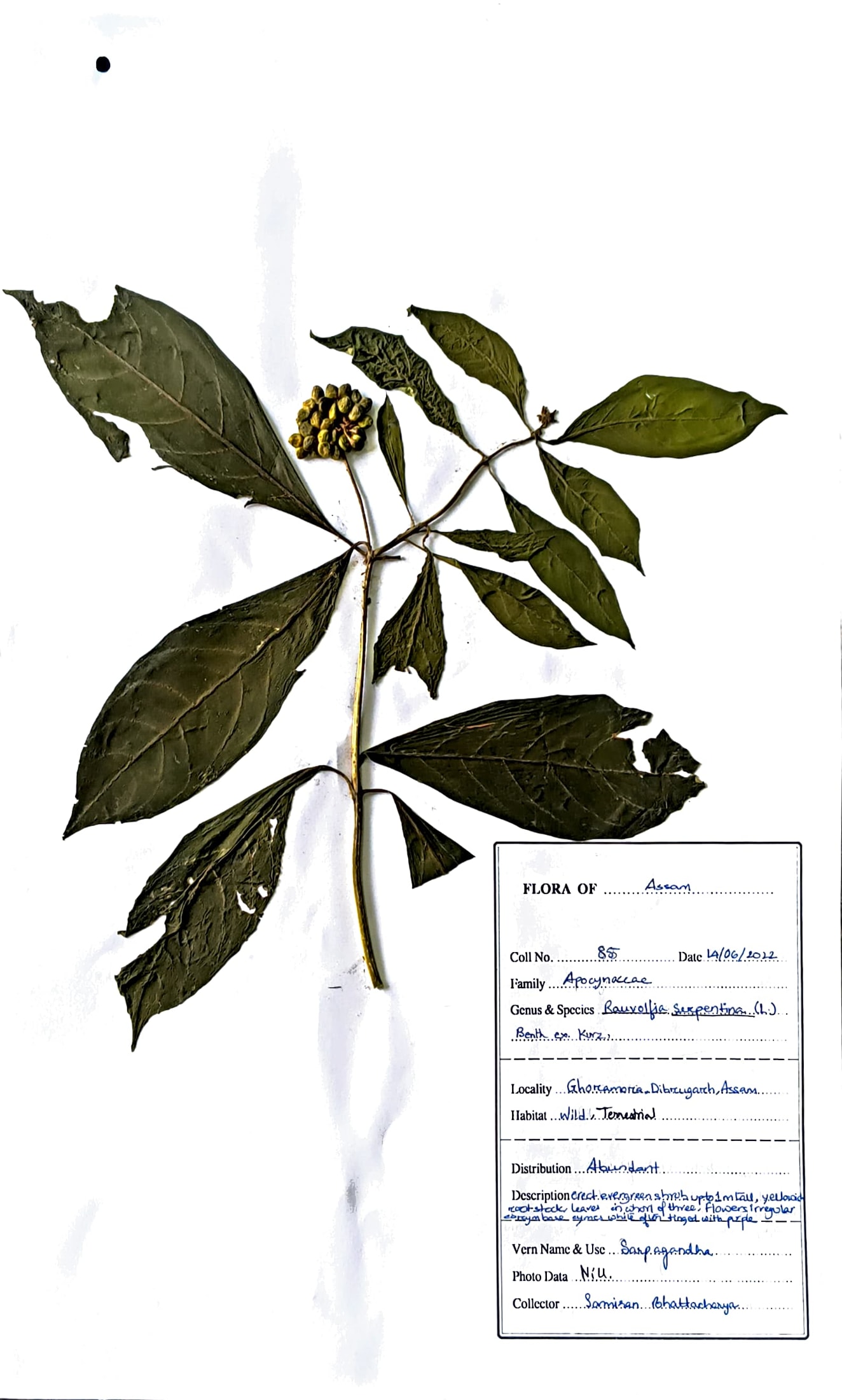 Sarpagandha (Ass.) (Herbarium)